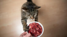 O que é alimentação natural para gatos?