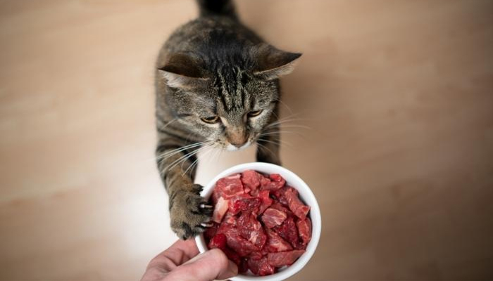 O que é alimentação natural para gatos?