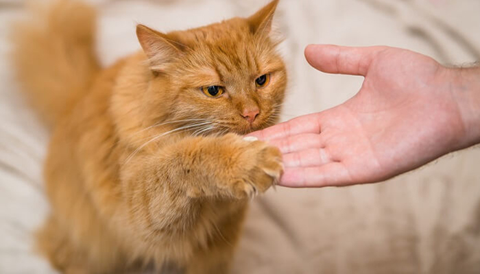 5 dicas para disciplinar seu gato