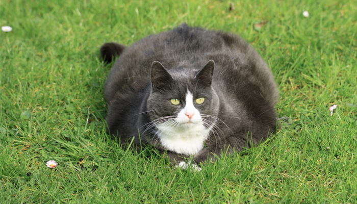 Por que seu gato está obeso?