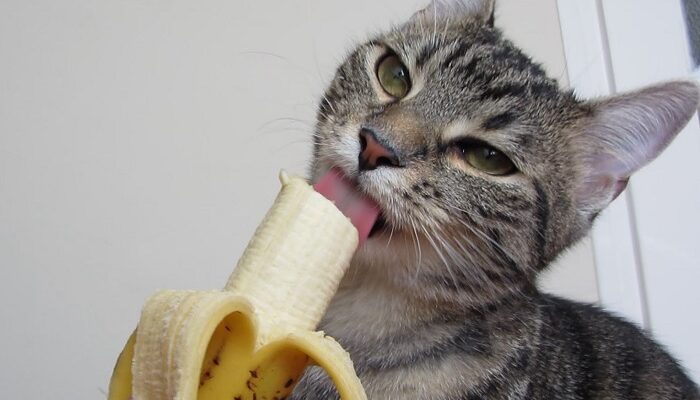 Gato pode comer banana? Veja se essa fruta é saudável para os felinos