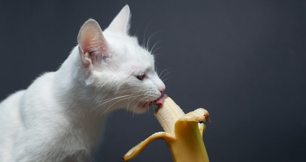Gato pode comer banana
